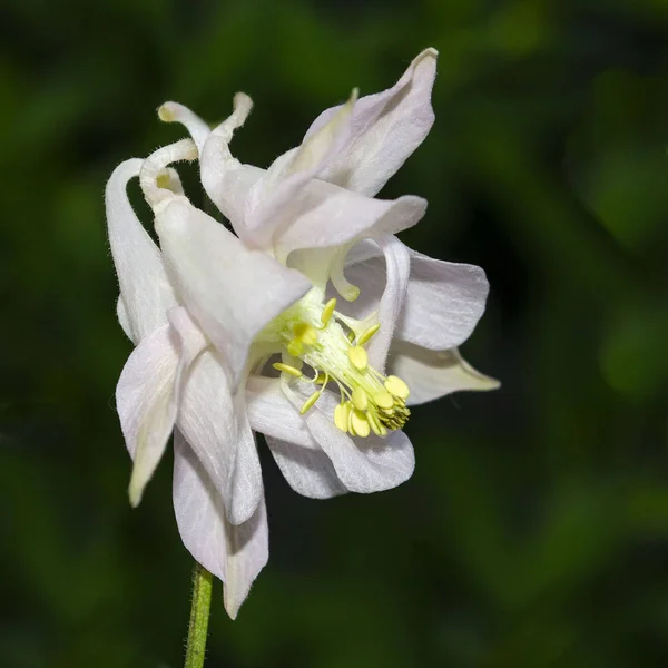 Цветущая сирень Аквилегия (колумбийская) крупным планом. Aquilegia vulgaris. Ранункуловые — стоковое фото