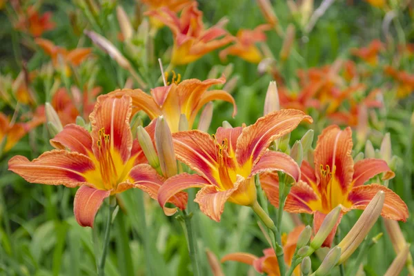 Tek bir portakal günü zambağı, Hemerocallis fulva, tam çiçeklenme
