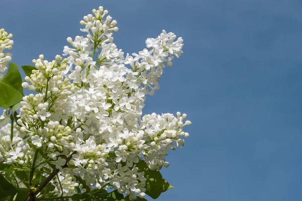屋外で美しい白いライラックの花。枝の上のライラックの花 — ストック写真