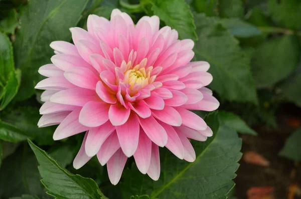 Garden dahlia in summer — Stock Photo, Image