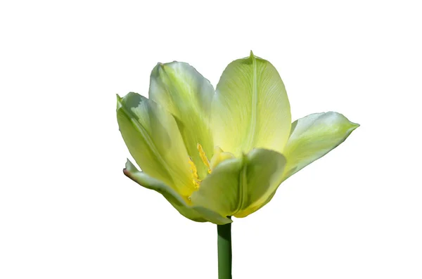 Tulip hijau di musim semi — Stok Foto