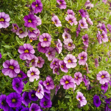 Yeşil arka planda çiçek açan mor petunya çiçekleri