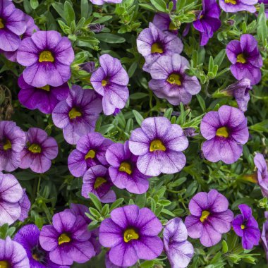 Yeşil arka planda çiçek açan mor petunya çiçekleri