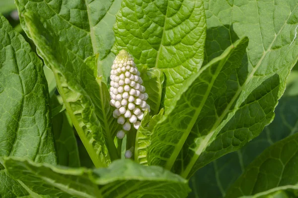 페톨라카 아메리카나 (Phytolacca americana, American pokeweed, pokeweed, poke sallet, poke sallet, poke sallet, pokeweed family Phytolaccaceae) 는 독 이 있는 단풍나무이다. — 스톡 사진