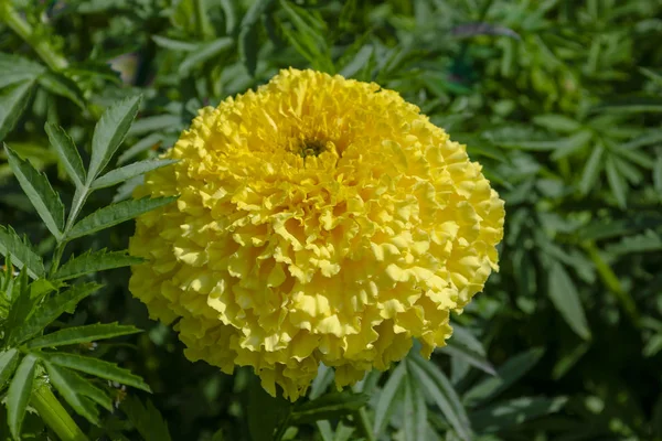 Macro foto naturaleza flor amarilla Tagetes caléndulas. Textura de fondo de una flor amarilla floreciente Tagetes con un brote esponjoso. La imagen de una planta que florece amarilla —  Fotos de Stock