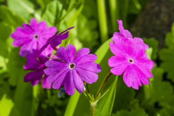 Primrose "Prima Lilac"花 — 图库照片