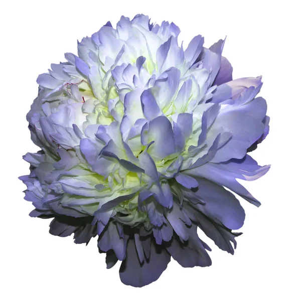 Блакитна квітка півонії ізольована на білому тлі — стокове фото