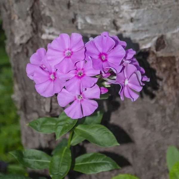 一朵美丽的芙蓉花的花序特写 — 图库照片