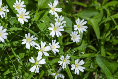 Bahar yeşili çimen desenli beyaz küçük çiçekler