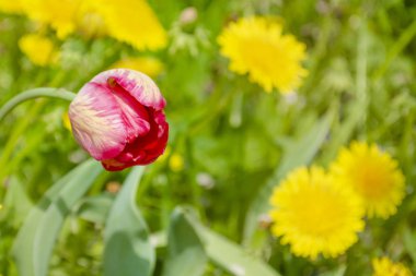 Çok güzel bir lale. Bahar çiçekleri