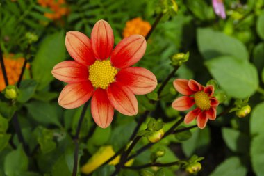 Parlak Orange Dahlia çiçekleri. Dahlia bitkisi tamamen çiçek açmış. Yıldız çiçeği tomurcukları.
