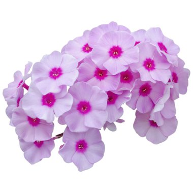 Güzel bir feniks çiçeğinin enfeksiyonu.