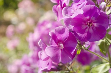 Pembe phlox çiçekleri. Yazın Pembe Pofuduk çiçeklerini yakından izle