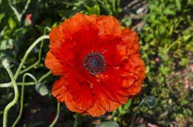 Perennial oriental süs gelinciği. Bahçelerde ve parklarda yetişen popüler bir bitki.