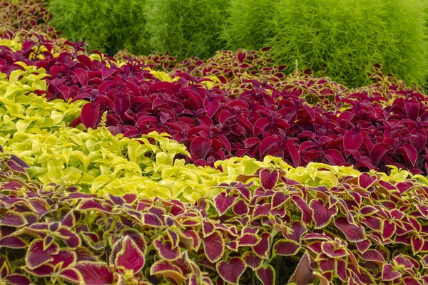 Il nome di queste piante è Coleus. Il nome scientifico è Coleus . — Foto Stock