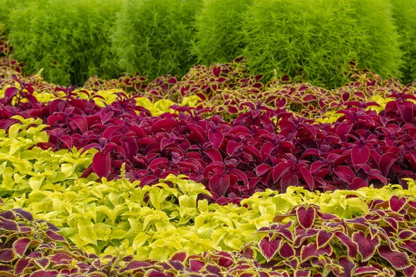 The name of these plants is Coleus. Scientific name is Coleus. — Stock Photo, Image