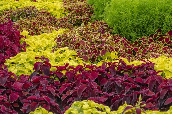 The name of these plants is Coleus. Scientific name is Coleus. — Stock Photo, Image