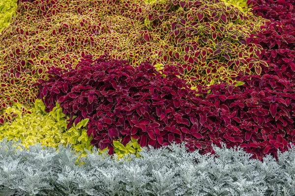 Een bloembed met zilveren cineraria, een rode coleus in een stadspark op een zomerdag. Landschapsontwerp. Bloemen achtergrond — Stockfoto