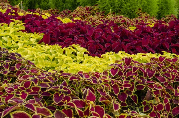 The name of these plants is Coleus. Scientific name is Coleus. — Stock Photo, Image