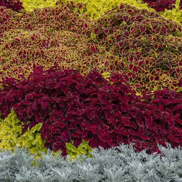 A flower bed with silver cineraria, a red coleus in a city park on a summer day. Landscape design. Floral background — Stock Photo, Image
