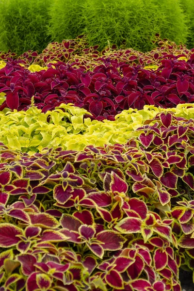 Il nome di queste piante è Coleus. Il nome scientifico è Coleus . — Foto Stock