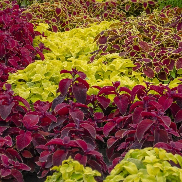 De naam van deze planten is Coleus. Wetenschappelijke naam is Coleus. — Stockfoto