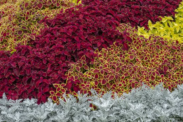 A flower bed with silver cineraria, a red coleus in a city park on a summer day. Landscape design. Floral background — Stock Photo, Image