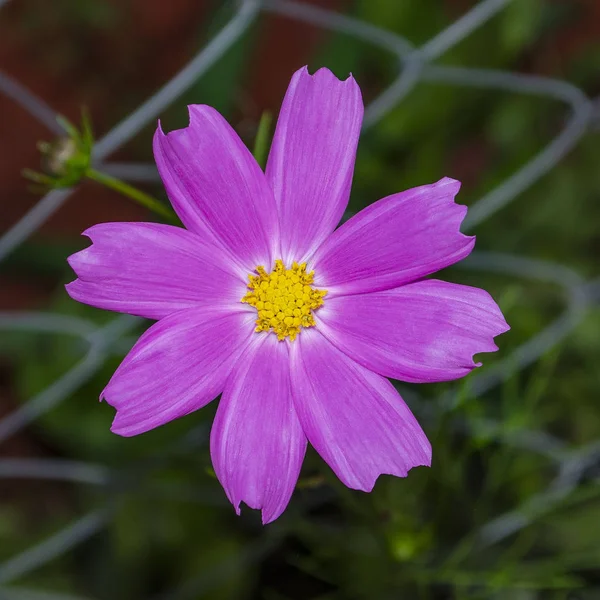 Una flor cosmos blanca con bordes rosados y centro amarillo —  Fotos de Stock