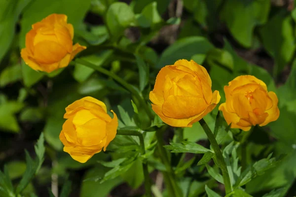 De globeflower. Gele bloemen Trollius of globeflower. — Stockfoto