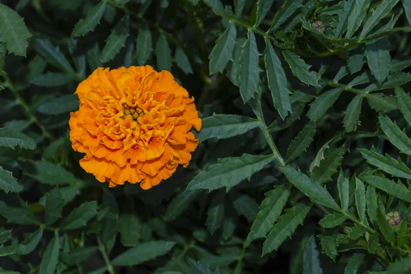 Egy narancs virág Tagetes nő a kertben. Szoros körömvirág — Stock Fotó