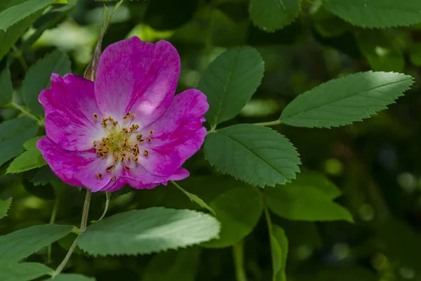 犬ローズ (ローズヒップ) 成長する自然の中の花 — ストック写真