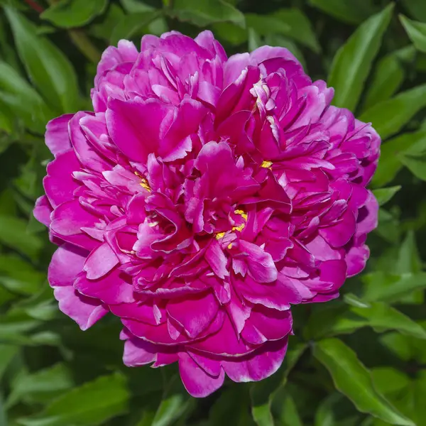 Beautiful pink peony flower close up — Stock Photo, Image