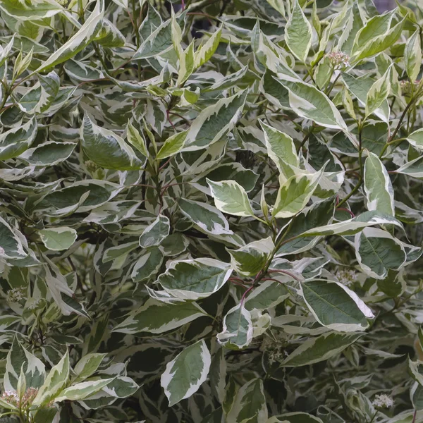 Cornus alba (red-barked, white or Siberian dogwood) is a species of flowering plant in the family Cornaceae. Cornus alba leaves background. — Stock Photo, Image