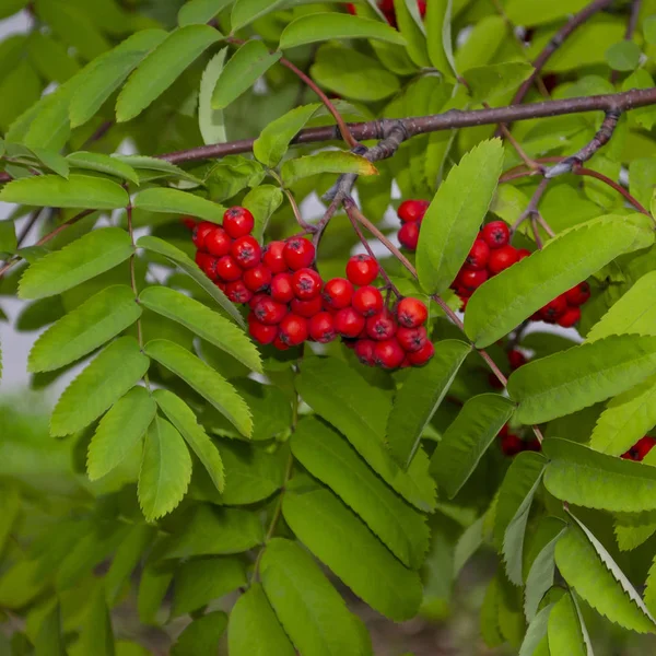 Red Yellow Bright Bunch Of Rowan Berries. Close Up View. Selective Focus — Stock Photo, Image