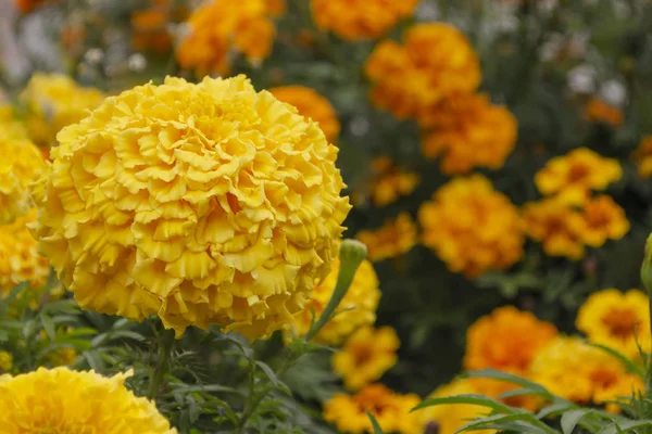 Heldere gele goudsbloemen op een bloembed in een dorp. Koolraaien — Stockfoto