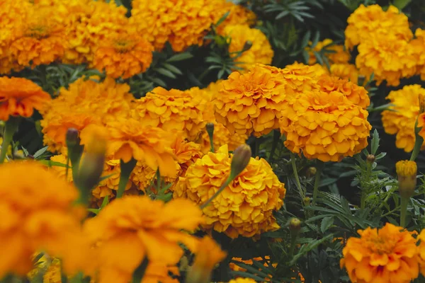 Brillantes caléndulas amarillas en un parterre en un pueblo. Tagetes —  Fotos de Stock