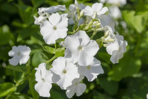 白い花を咲かせます。夏に白い花を間近で見ることができます — ストック写真