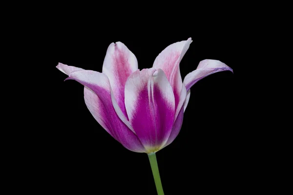 Indah tulip menutup. Bunga musim semi — Stok Foto