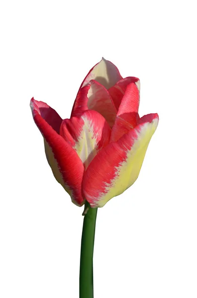 Tulipa rosa na primavera — Fotografia de Stock