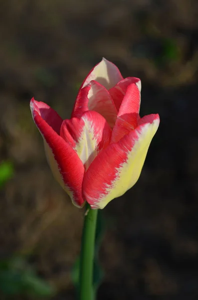 Roze tulp in het voorjaar — Stockfoto