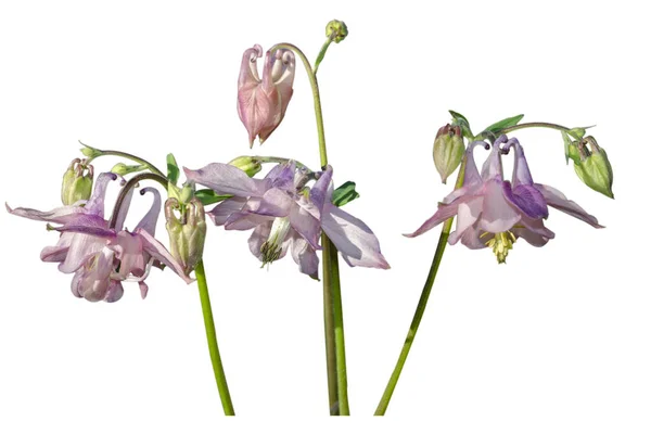Çiçek açan Lilac Aquilegia (columbine) yakın bir. Aquilegia vulgaris. Ranunculaceae Ailesi.