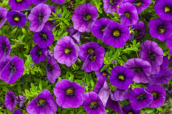 Blomstrende magenta petunia blomster på grønn bakgrunn – stockfoto