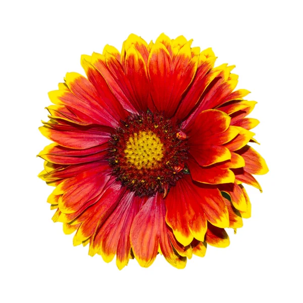 Flor de Gaillardia pulchella (rueda de fuego, manta india, manta india o honda) aislada en blanco, vista lateral — Foto de Stock