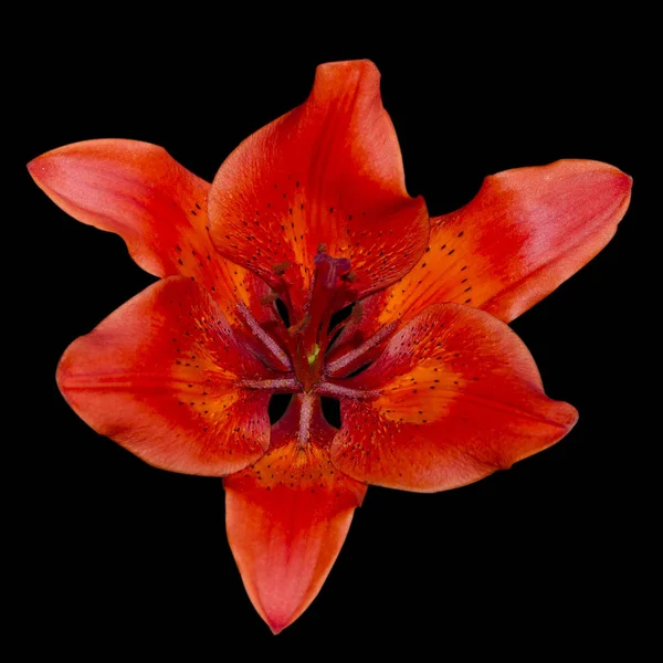 Uma flor de lírio vermelho, isolado sobre fundo preto — Fotografia de Stock