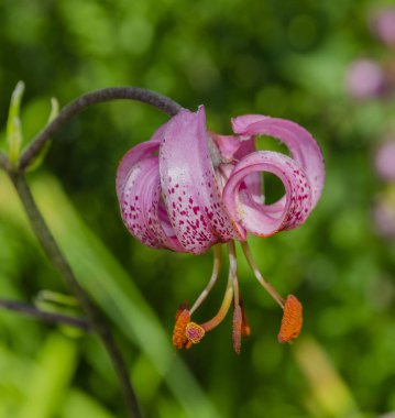 Lilium Martagon yaygın olarak Martagon zambağı ya da Türk zambağı olarak bilinir..