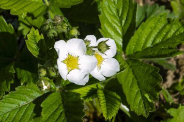 Çiçek açan çilek. Yeşil sebze arka planı yatay. Rosaceae Ailesi. Fragaria.