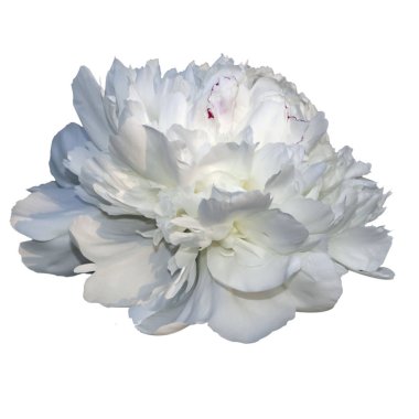 Beyaz fonda beyaz şakayık çiçeği izole