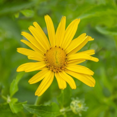 Güzel ve güzel. Sarı çiçekler. Süslü bitkiler ve bahçedeki yeşil yapraklarla dolu.