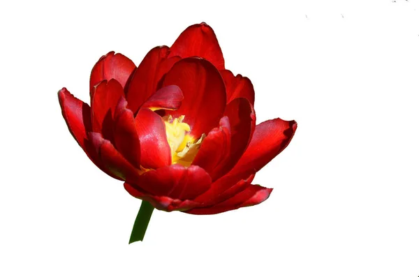 Tulipa vermelha na primavera — Fotografia de Stock