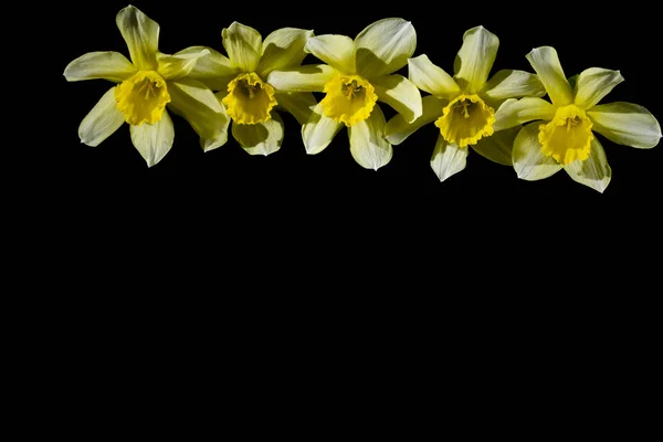 Narciso amarillo dorado flor narcisos —  Fotos de Stock